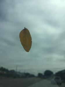 little yellow leaf